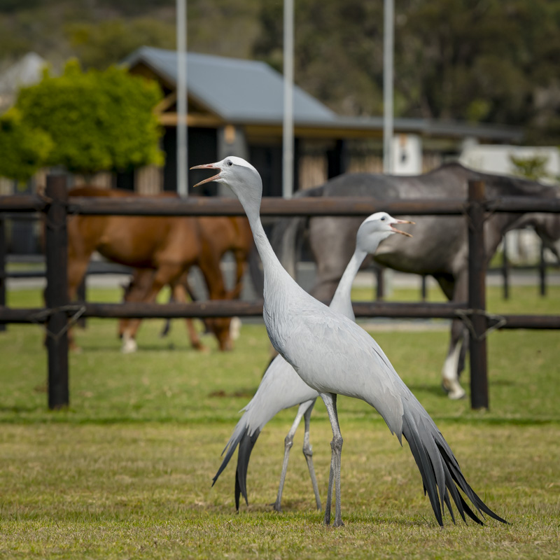 Rhone Hill Polo Club