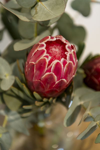 Rhone Hill Polo Club